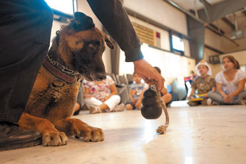 Police dog Mack, 6, eyes his favorite treat, a rubber ball and rope held by his handler, officer Terrance Peyketewa in a demonstration at the Relay for Life open house and carnival at the Gallup Community Center on Saturday. &copy; 2011 Gallup Independent / Adron Gardner  